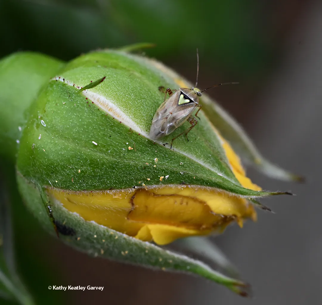 Lygus bug chewing on a rose bud