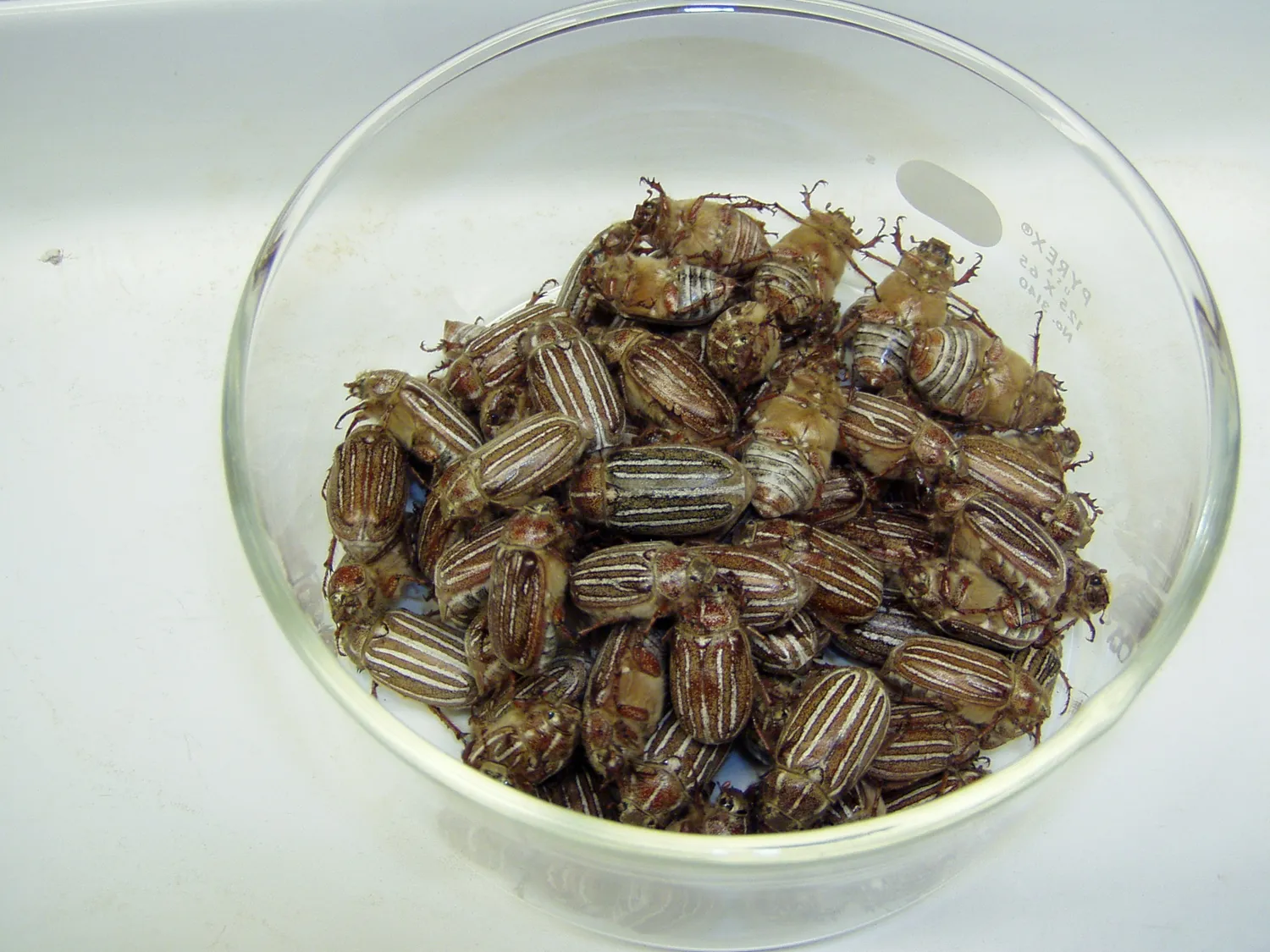 Ten-Lined June Beetles, Polyphylla sobrina, collected in Madera, Calif. (Photo courtesy of Walter Leal)