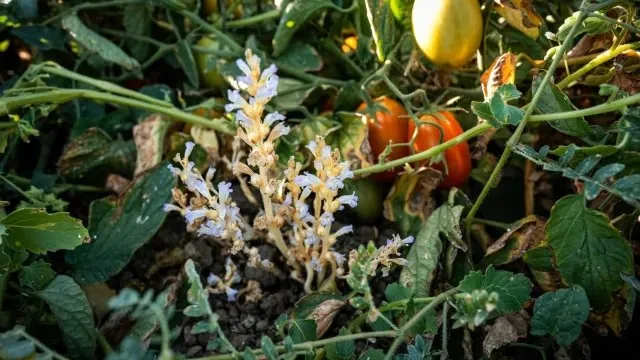 La maleza jopo crece entre plantas de tomates.