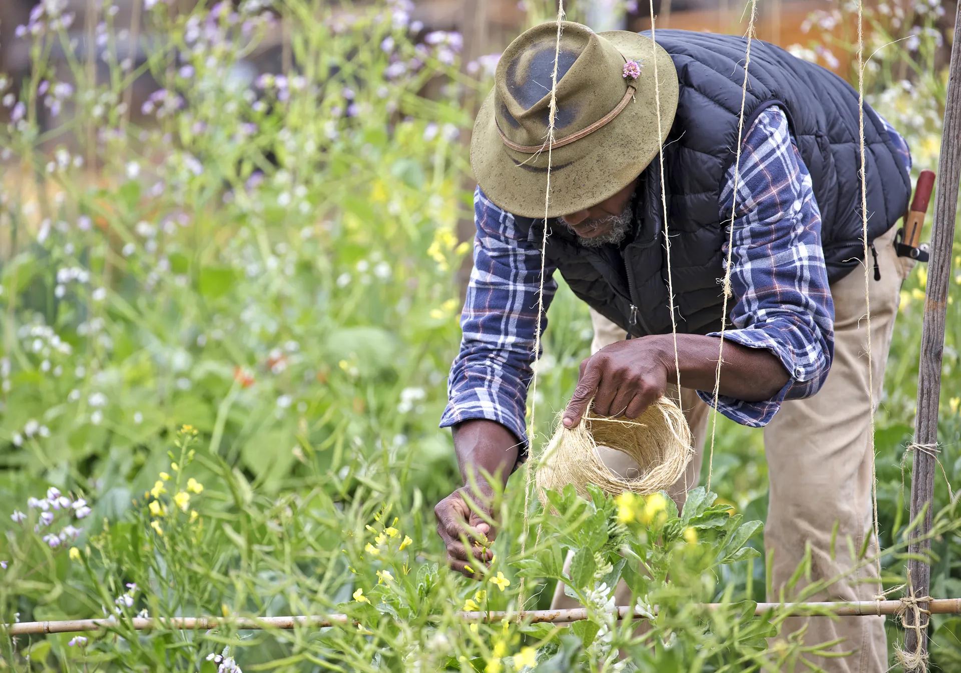 man bent over, trellising a climbing plant with string