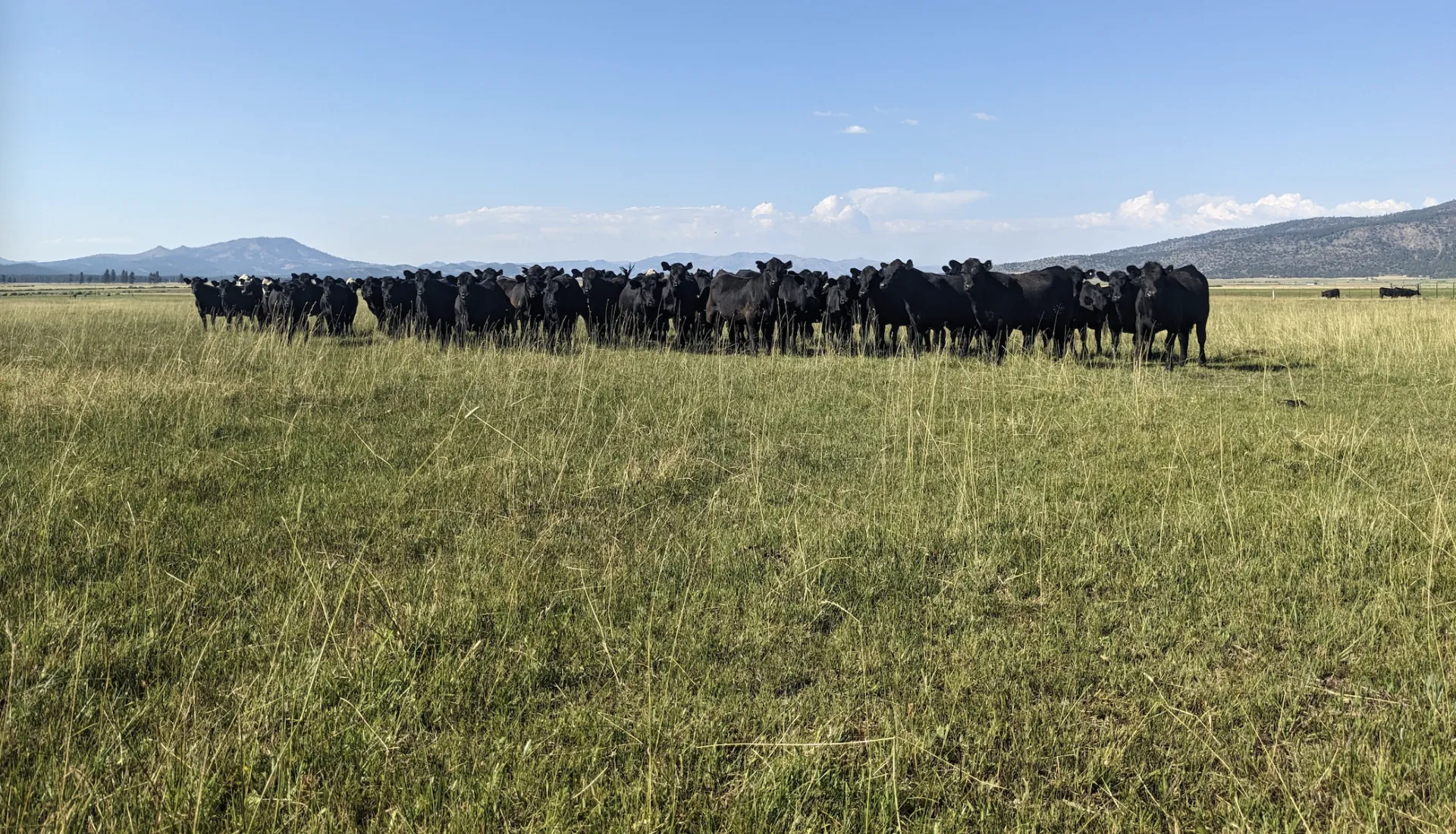 More than three dozen black cows stand bunched together on green rangeland