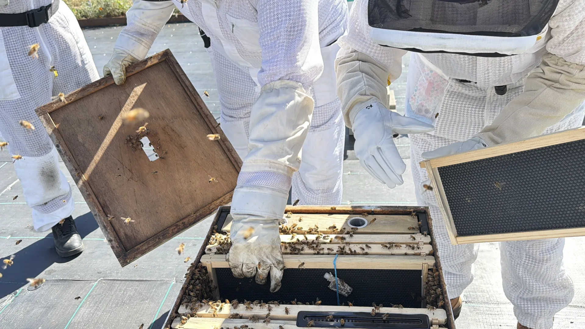 eople wearing white protective suits observe an open hive while introducing a queen bee into a colony of approximately 12,000 bees.