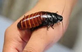 Madagascar hissing cockroach