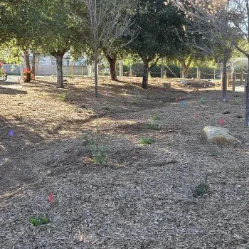 Se aprecia un área donde se han plantado pequeños arbustos que crecerán y se convertirán en el refugio de las monarcas y polinizadores.