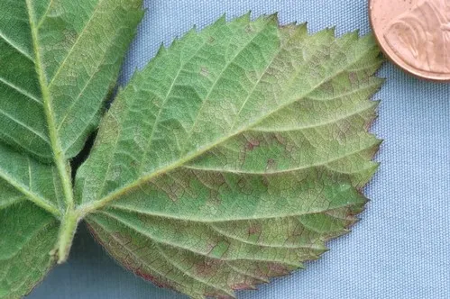 Mildew on blackberry leaf