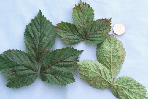 Mildew on blackberry leaves