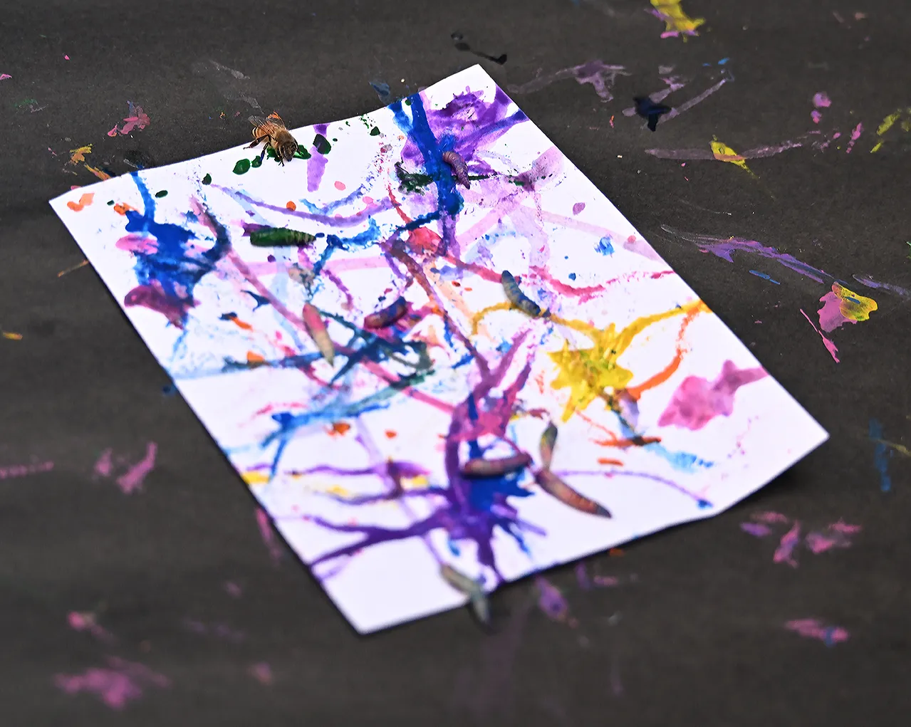 A honey bee joins in on the maggot art during UC Davis Picnic Day. (Photo by Kathy Keatley Garvey)