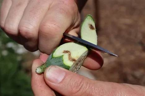 black fig fly damaged fruit