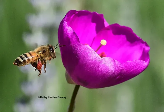Honey bee heading for rock purslane. (Photo by Kathy Keatley Garvey)