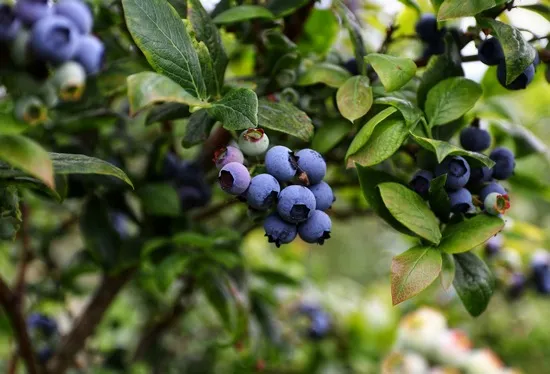 Blueberry bush