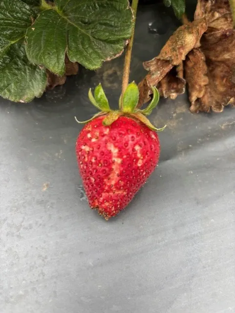 classic water soaking of ripe fruit