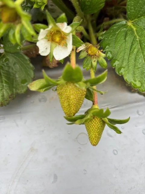 Green fruit from same field doing fine, probably in two weeks ready to be picked!