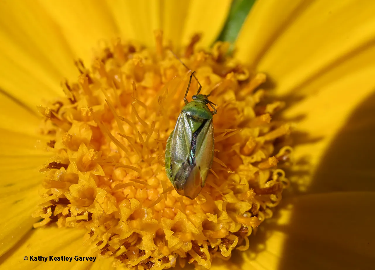 Potato capsid, a nymph, on Coroposis. (Photo by Kathy Keatley Garvey)