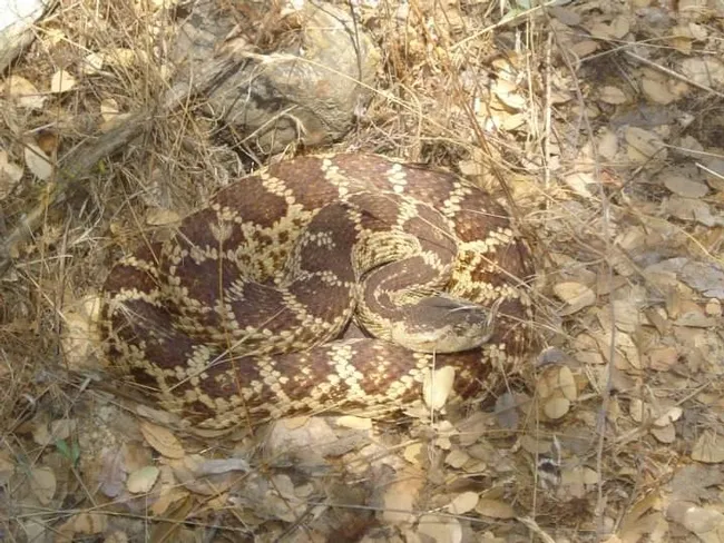 rattlesnake camouflaged