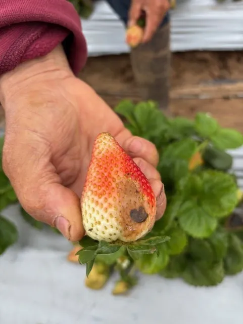 This fruit damaged from sitting in water on top of the mulch.