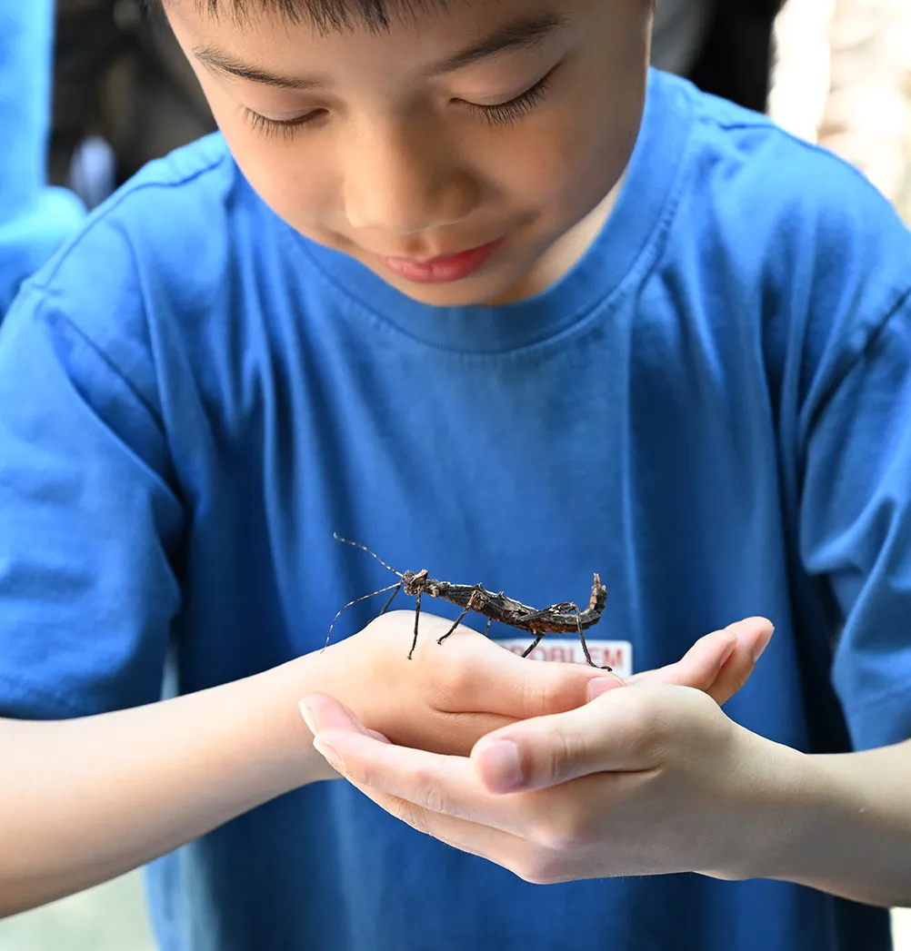 Boy holds a stick insect.