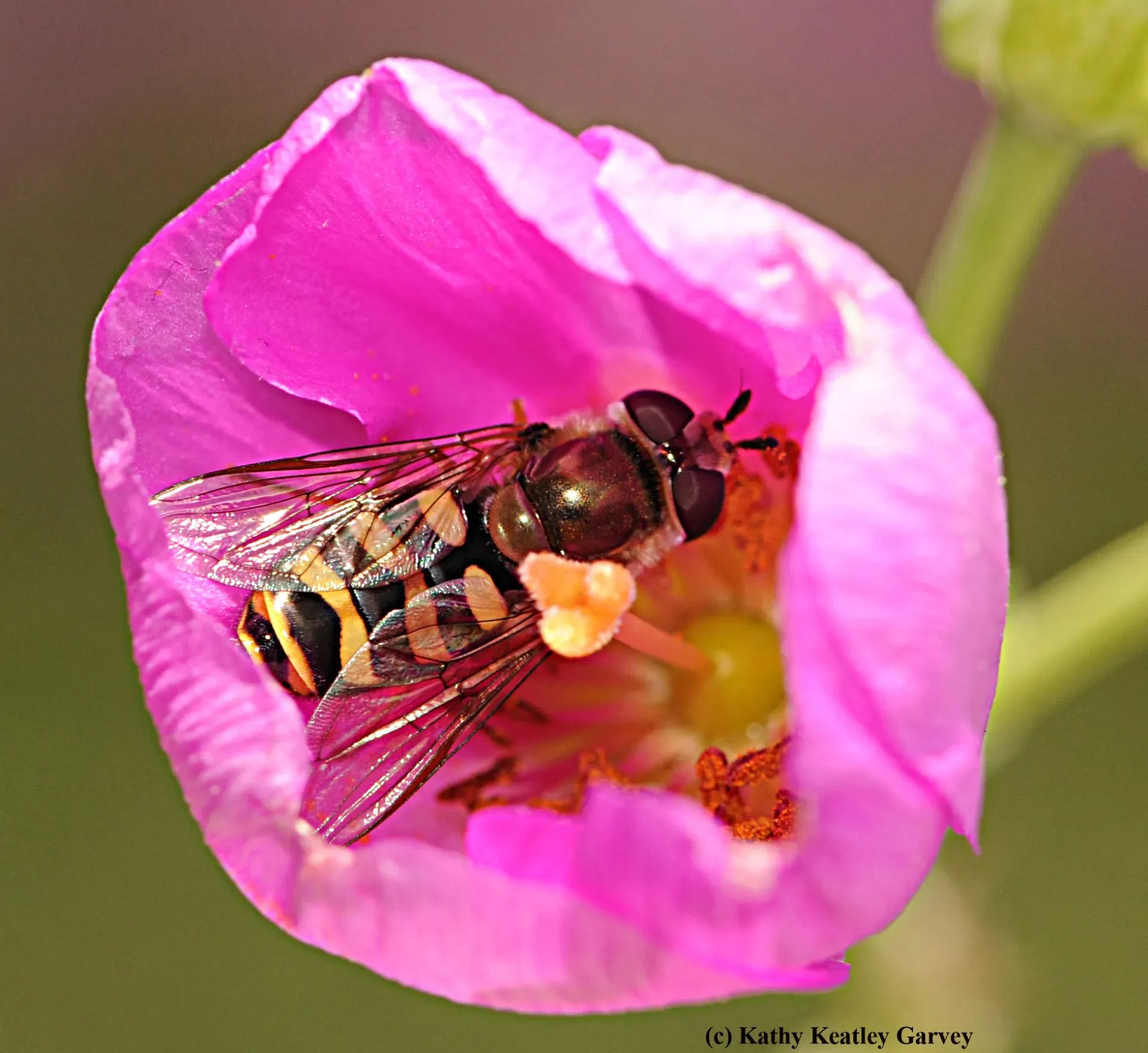 Syrphid fly on a pink rock rose.