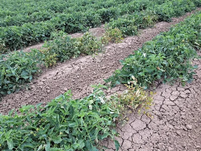 Three rows of tomato plants, in which several of the plants are stunted and chlorotic