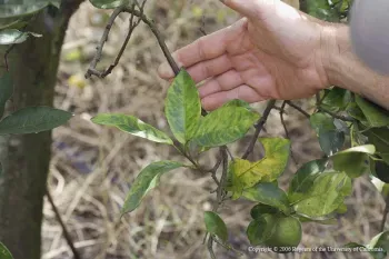 huanglongbing disease