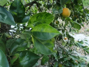 asian citrus disease
