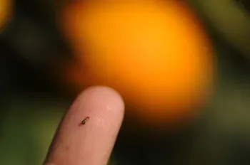 asian citrus disease
