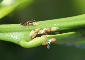 asian citrus disease