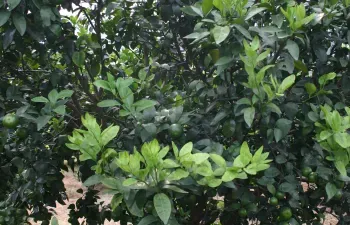 huanglongbing disease