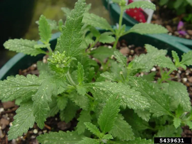 damage to verbena plant by western flower thrips
