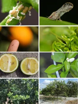 collage of farming images