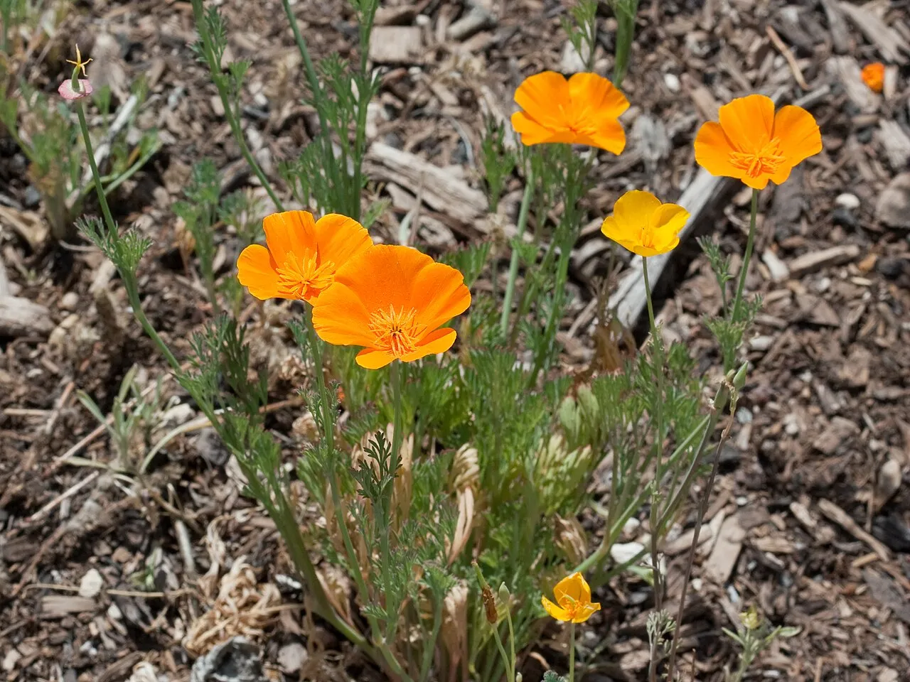 Close up of California poppies