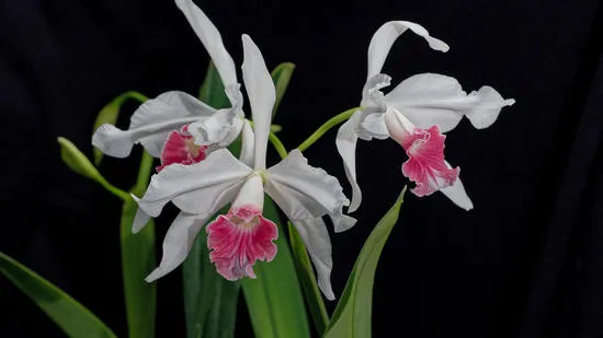 Cattleya orchid small