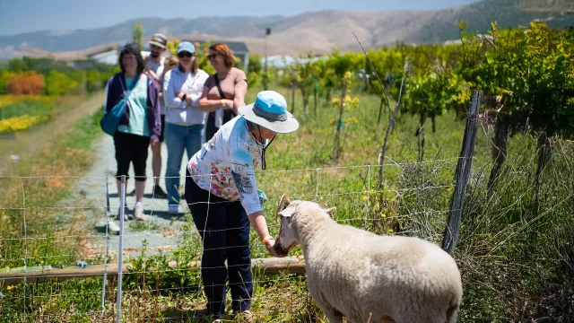 People pet a sheep on a farm