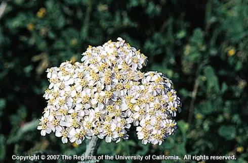 close up of white yarrow flowerhead