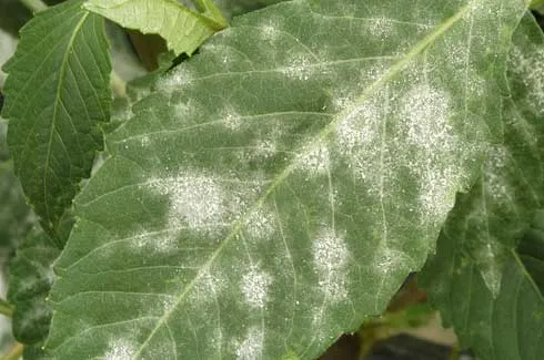 Dahlia leaf with white patches of the powdery mildew fungus