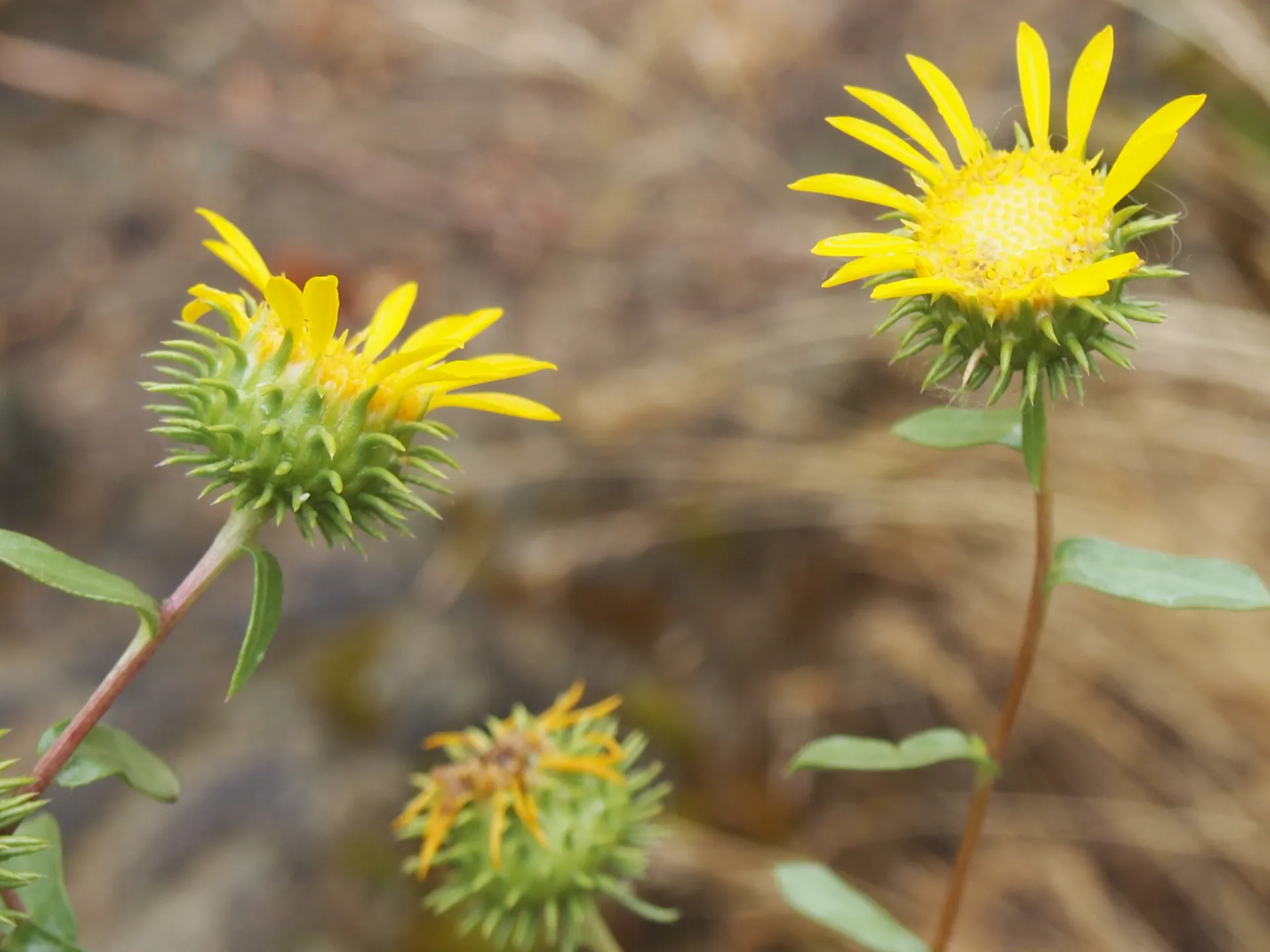 close up of yellow great valley gumweed blossoms