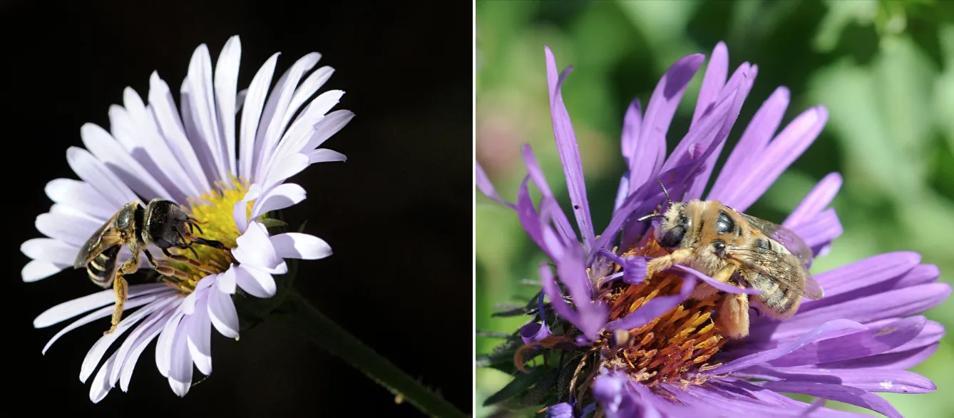 Halictus ligatus (left) and Diadasia enavata