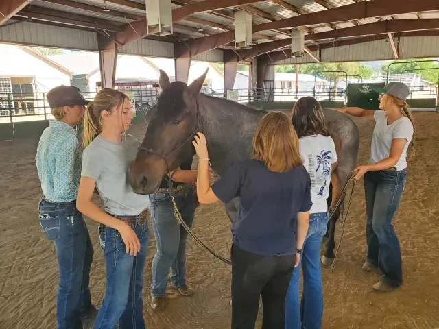 Un grupo de niños acaricia un caballo.