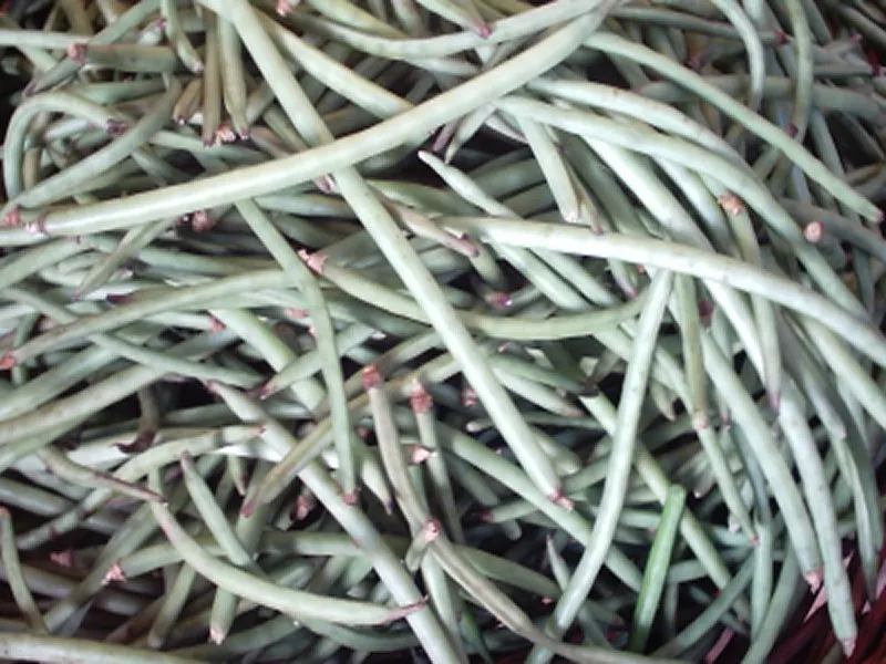 Cowpeas, scientific name Vigna unguiculata.