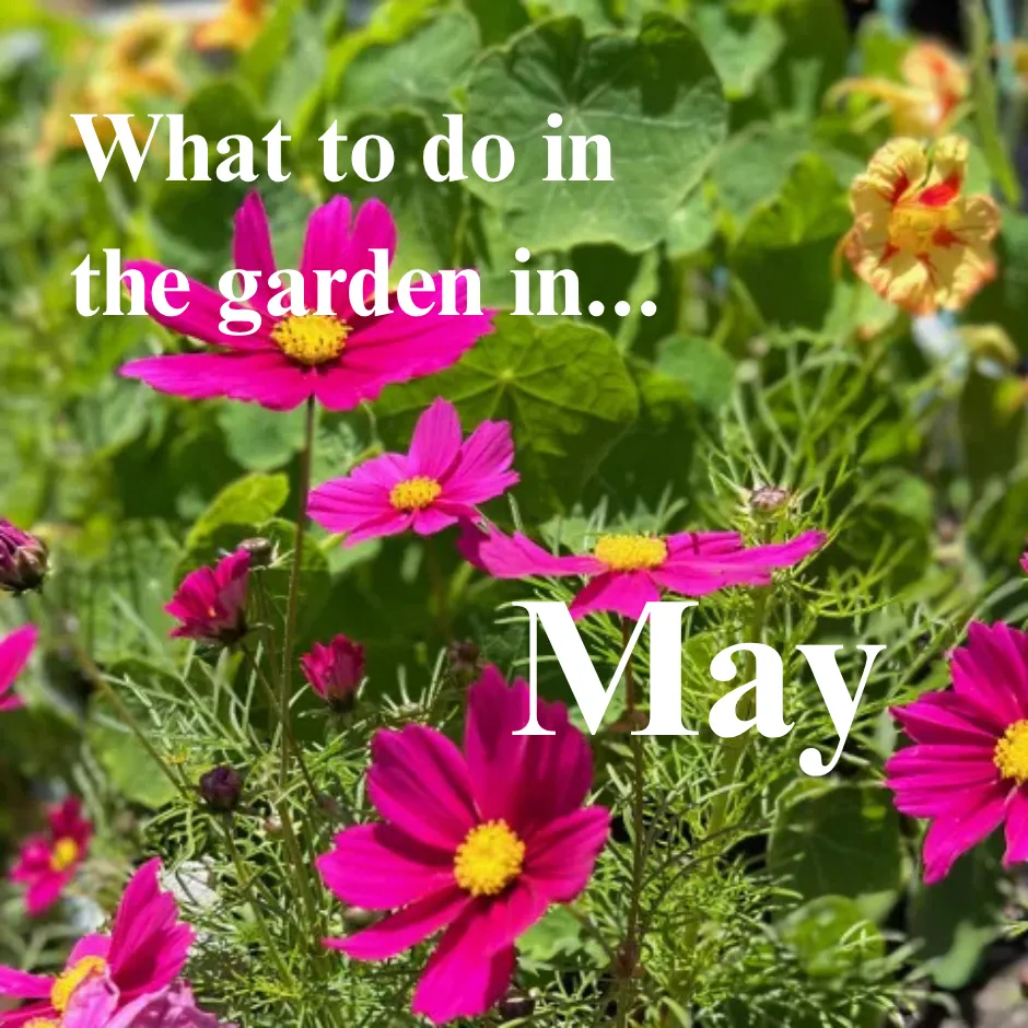 pink cosmos and yellow nasturtium on a leafy green background "What to do in the garden in May"