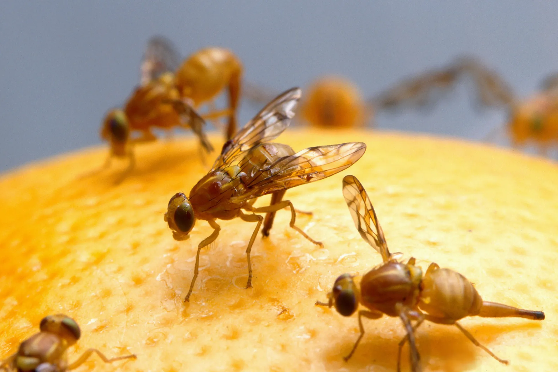 Mexican fruit flies land on a grapefruit