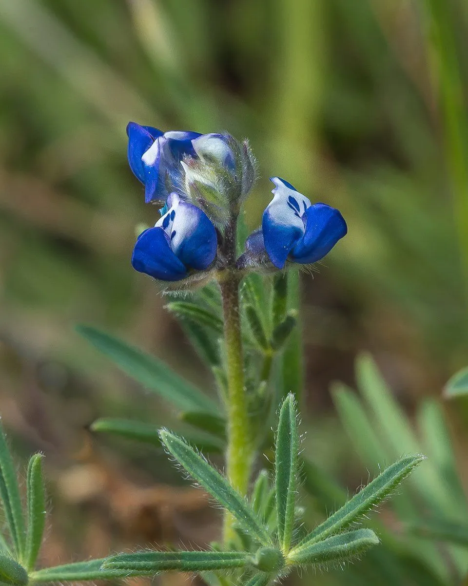 close up of bicolor minature lupine blossoms