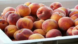Peaches
