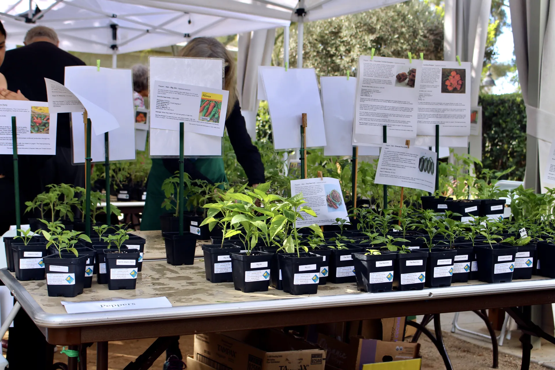 Green plants in black pots with white cards showing written information