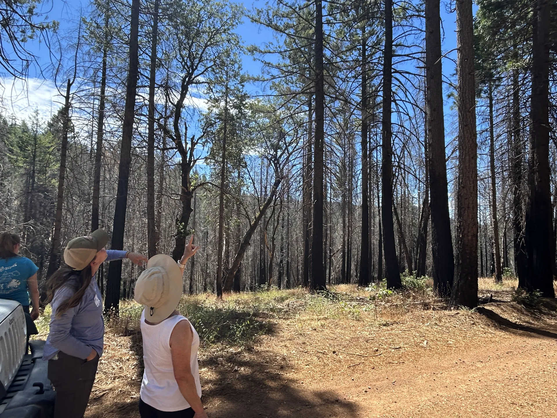 Post-Fire Forest Resilience workshop participants point up at trees in the Caldor Fire footprint
