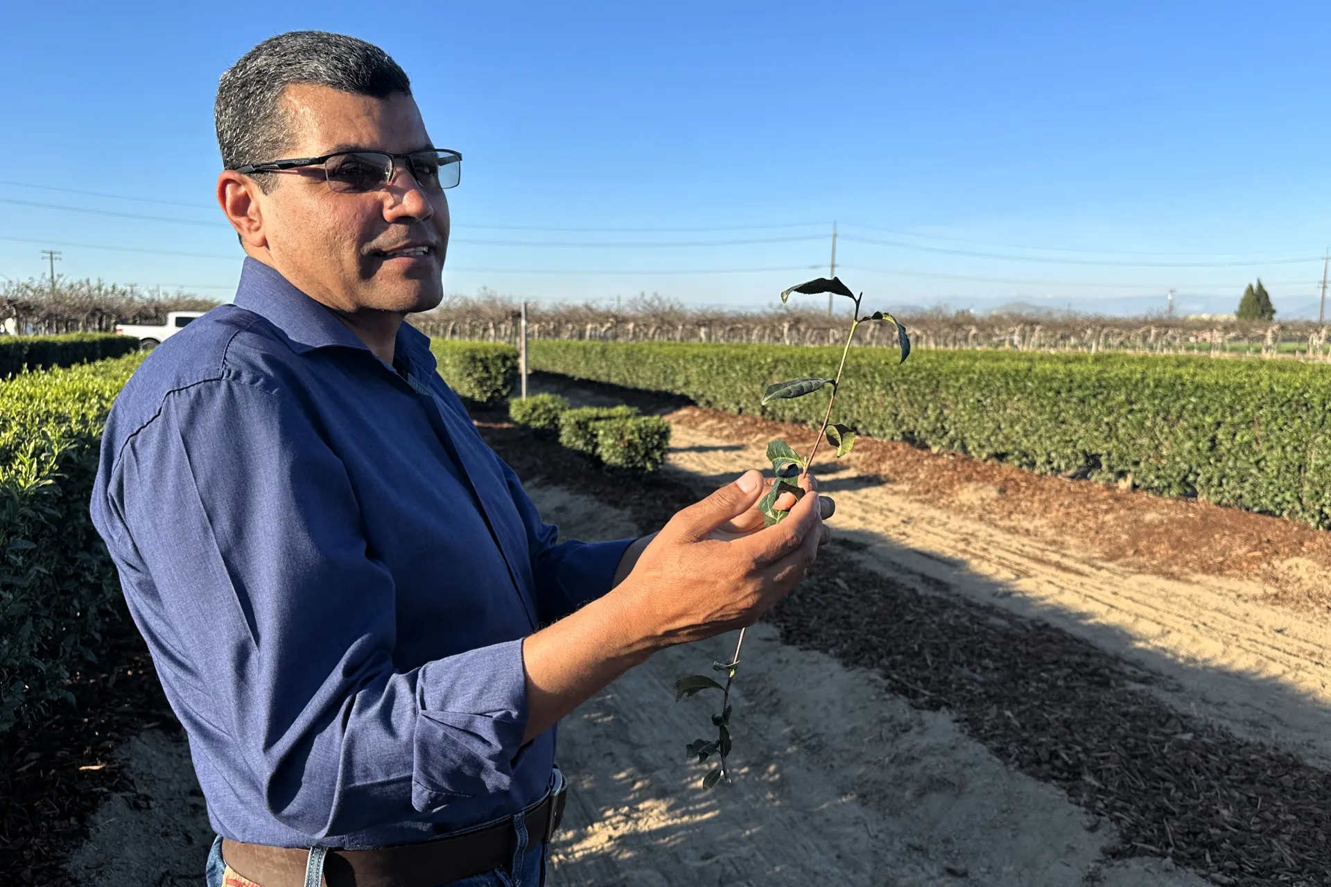 Kearney REC Director Atef Swelam holds a cutting from a tea plant in a field at the research center