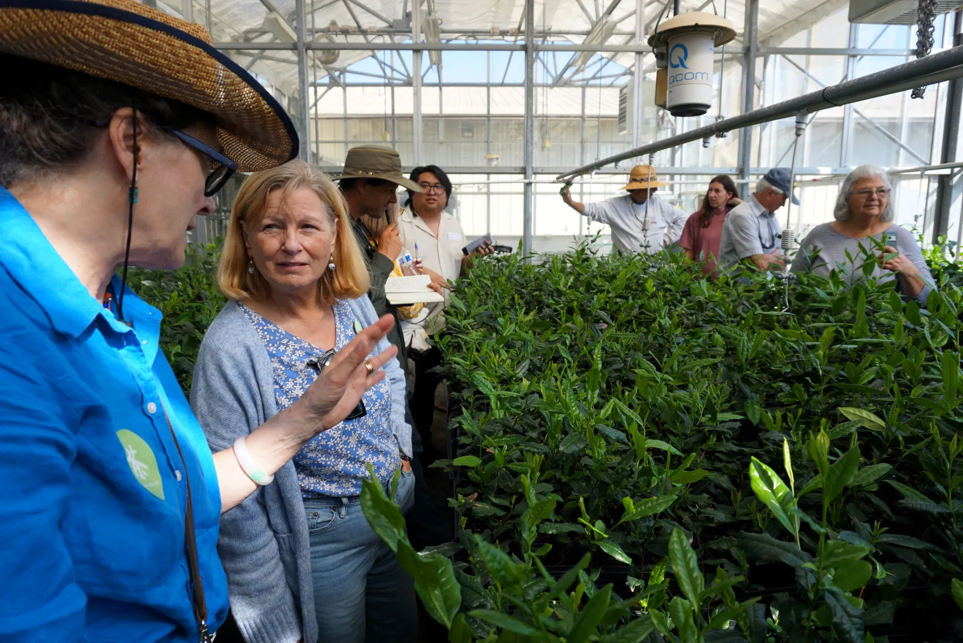 UC Davis Global Tea Institute Director Katharine Burnett at left talks to a Tea Day attendee as they tour the Kearney REC greenhouse full of tea plants