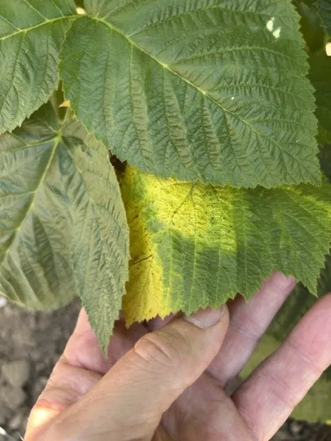 Pull the leaves aside and one discovers the yellowing on the leaf below them.
