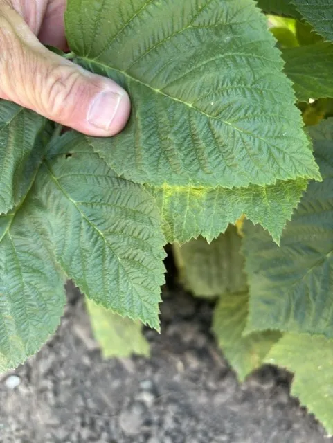 Healthy green leaves covering another below it