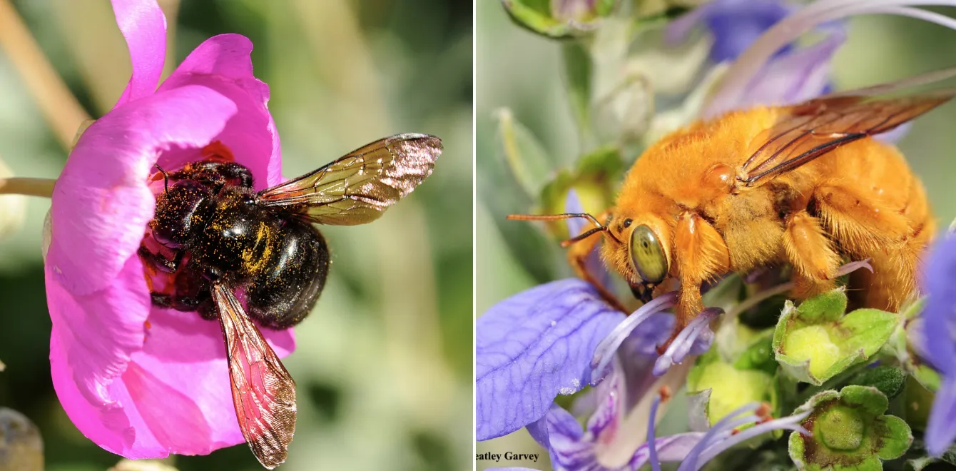 Valley carpenter bees, Xylocopa sonorina, female (left) and male. (Photos by Kathy Keatley Garvey)