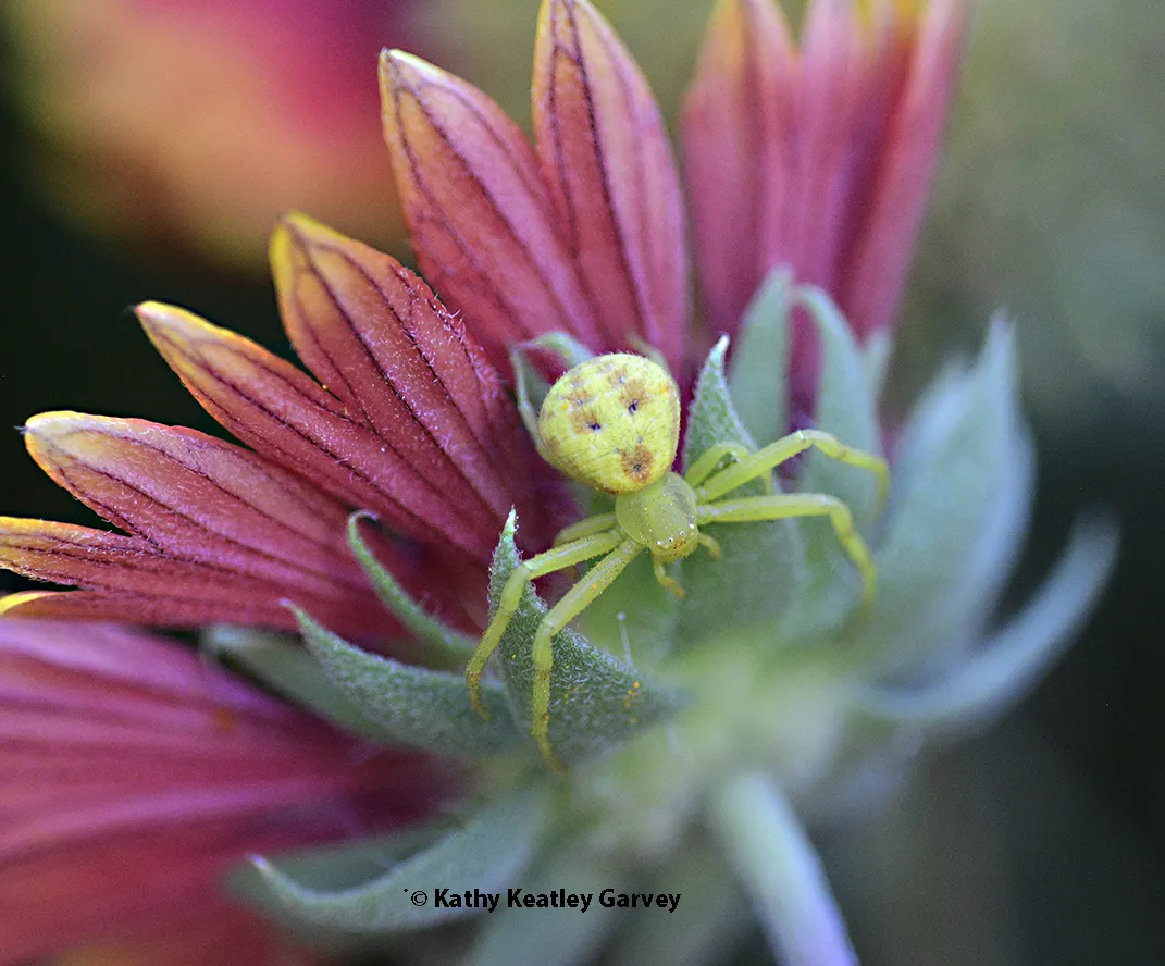 A crab spider waiting for a bee.